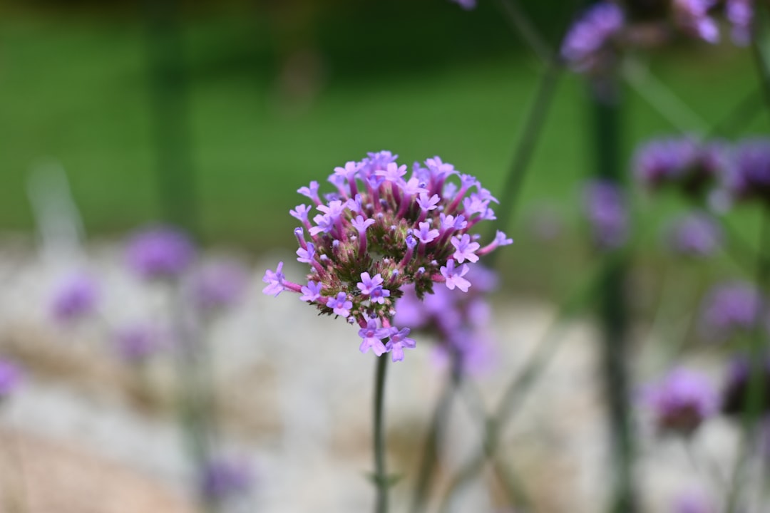 <a href="https://mccarleydownsandthepines.neighborhood.online/contact">Contact Us</a> bd01cc76-9c14-498e-8232-2d0f93d3485a.jpg